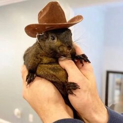 Peanut the SquirrelLOGO