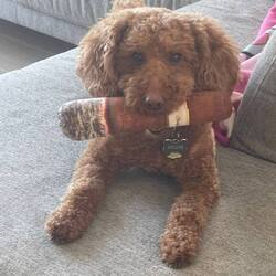 Archie the Cigar PoodleLOGO