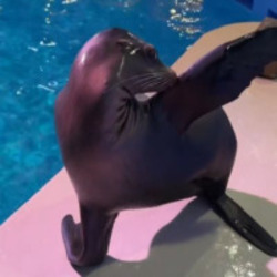 Arie The SealionLOGO