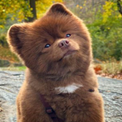 Bertram The PomeranianLOGO