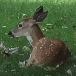 Deer Seized by US GovernmentLOGO