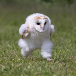 エッホエッホLOGO