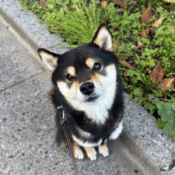 Kotanosuke (豆柴)LOGO