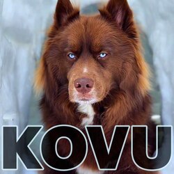 KovuLOGO