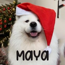MayaLOGO