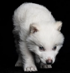 New Ancient DNA Cloned WolfLOGO