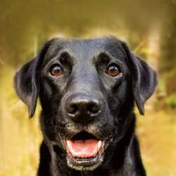 Peanut's Best FriendLOGO