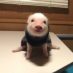 PiggaLOGO