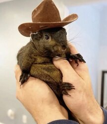 Pnuts for squirrelLOGO