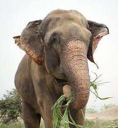 Raju the ElephantLOGO