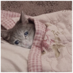 SadCatLOGO