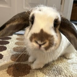 Solport Tom's bunny LolaLOGO