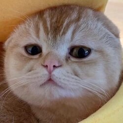 TAOCat by VirtualsLOGO