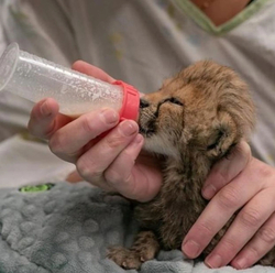The Baby CheetahLOGO