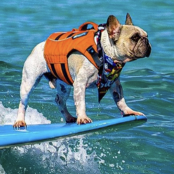 The Surfing FrenchieLOGO