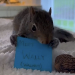 WallyLOGO